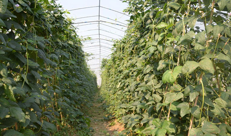 蔬菜大棚內(nèi)部