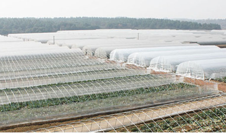 華億綠都生態(tài)園大棚