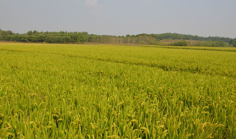 華億綠都生態(tài)園萬畝試驗田水稻