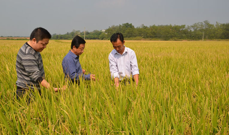 華億綠都總經(jīng)理章國安、農(nóng)業(yè)專家劉運廣陪同集團(tuán)總裁助理陳雪榮在田間視察