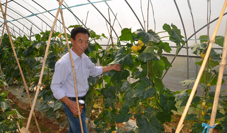 農(nóng)業(yè)專家劉運廣巡視蔬菜大棚